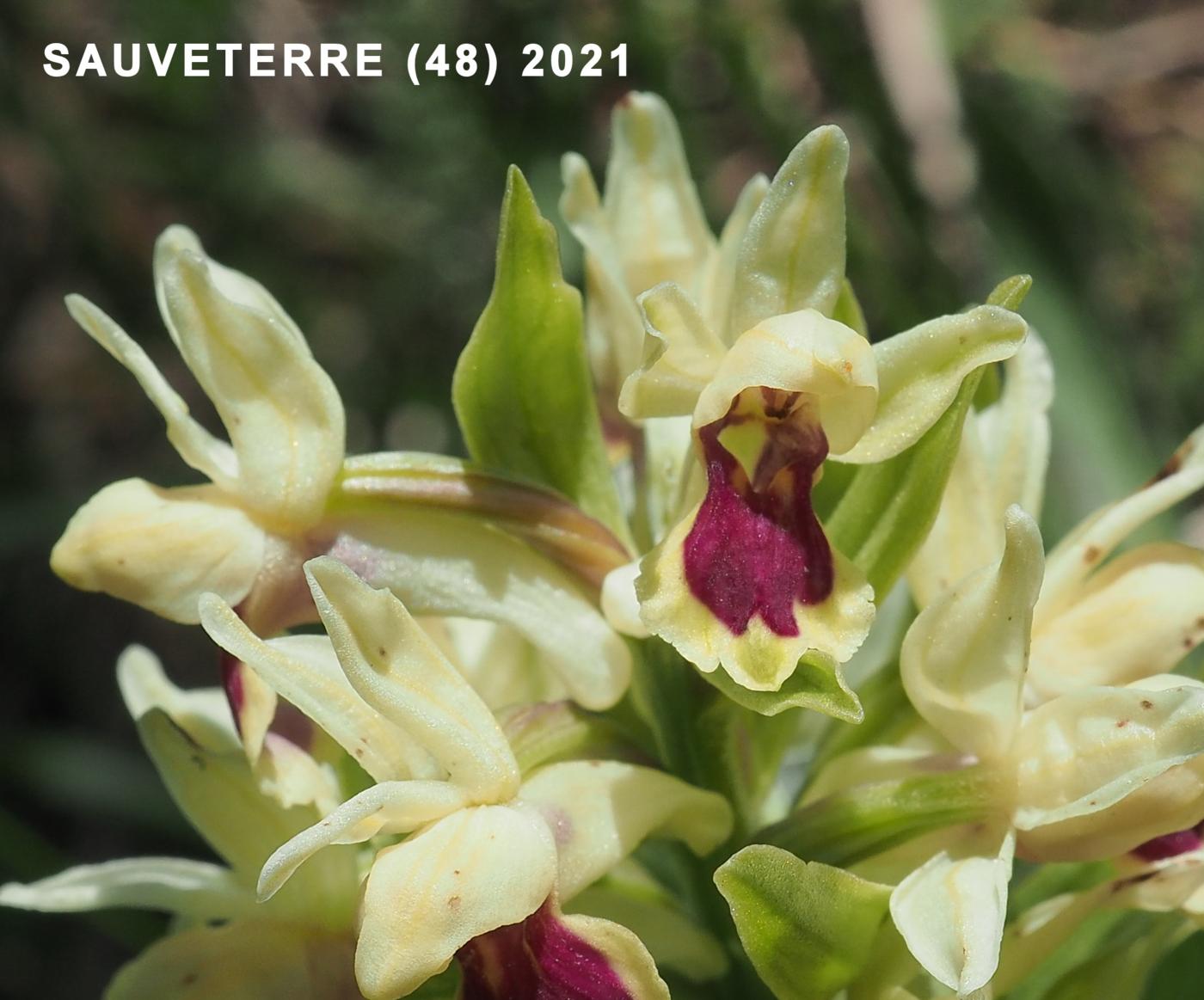 Orchid, Elder-flowered flower